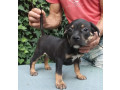 american-bully-small-3