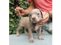 american-bully-small-1
