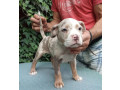 american-bully-small-0