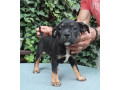 american-bully-small-2