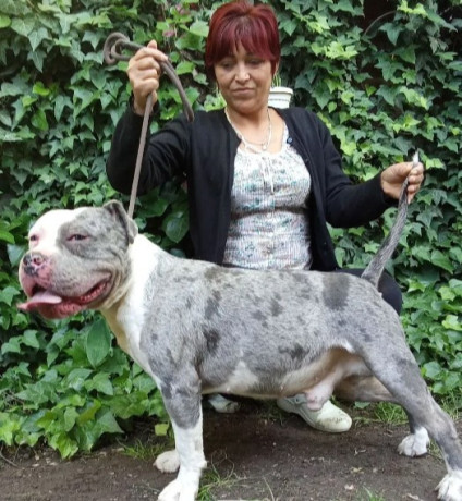 american-bully-big-4