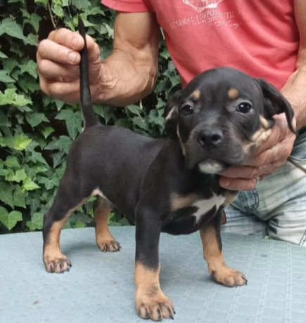 american-bully-big-3