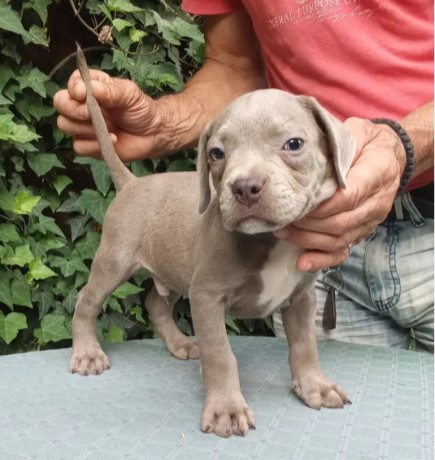 american-bully-big-1
