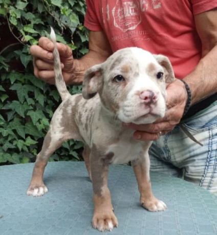american-bully-big-0