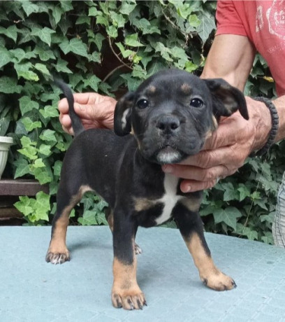 american-bully-big-2