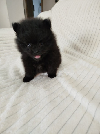 prelepi-stenci-pomeranskog-spica-big-2