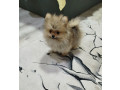 prelepi-bo-medvedici-small-2
