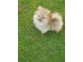 prelepi-bo-medvedici-small-1
