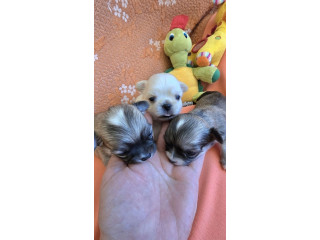 Čivava, prelepi mini štenci