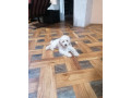 stene-patuljaste-pudle-small-3