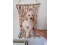 stene-patuljaste-pudle-small-4