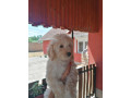 stene-patuljaste-pudle-small-1