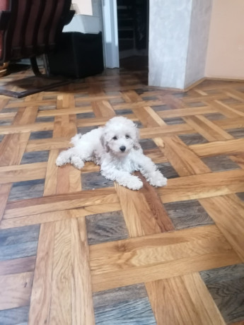 stene-patuljaste-pudle-big-3