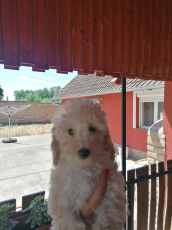 stene-patuljaste-pudle-big-2