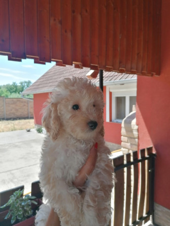stene-patuljaste-pudle-big-1