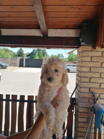 stene-patuljaste-pudle-big-0