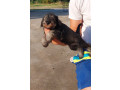patuljasti-snaucer-biber-so-small-1