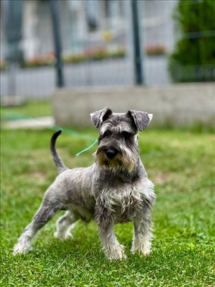 patuljasti-snaucer-biber-so-big-3