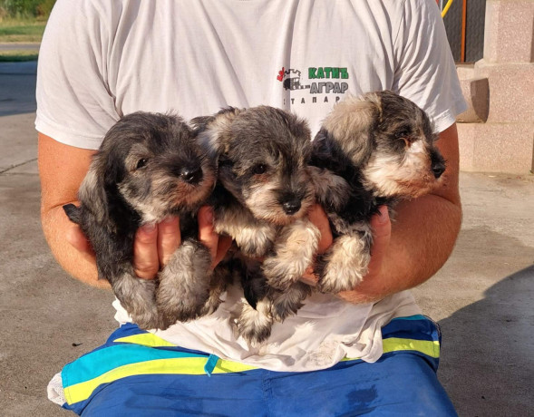 patuljasti-snaucer-biber-so-big-0