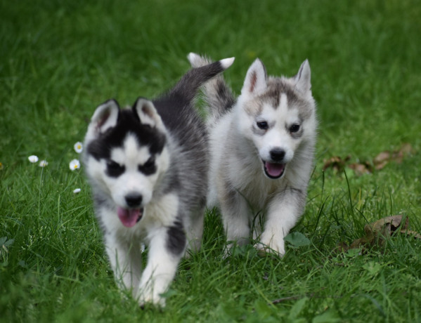 sibirski-haski-stenci-vrhunskog-porekla-big-0