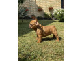 francuski-bulldog-od-kuce-don-small-0