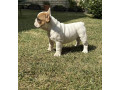francuski-bulldog-od-kuce-don-small-2
