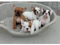 francuski-bulldog-od-kuce-don-small-3