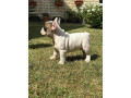 francuski-bulldog-od-kuce-don-small-1