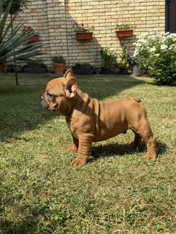 francuski-bulldog-od-kuce-don-big-0