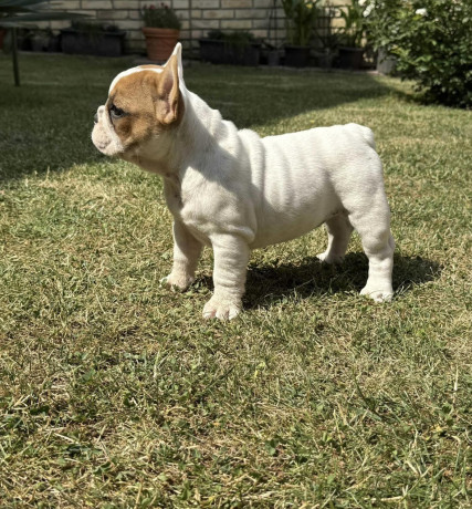 francuski-bulldog-od-kuce-don-big-2