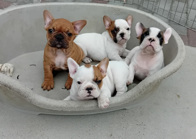 francuski-bulldog-od-kuce-don-big-3