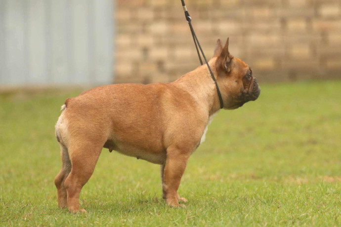 francuski-bulldog-od-kuce-don-big-4