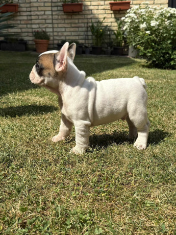 francuski-bulldog-od-kuce-don-big-1