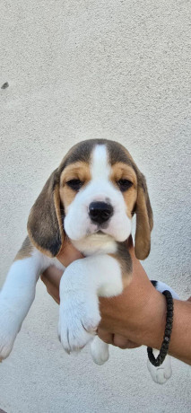 bigl-stenci-na-prodaju-big-0