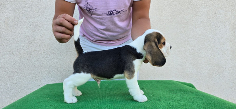 bigl-stenci-na-prodaju-big-1