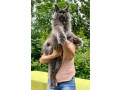 maine-coon-macici-na-prodaju-small-1