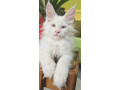 maine-coon-macici-na-prodaju-small-2