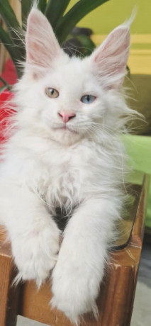 maine-coon-macici-na-prodaju-big-2