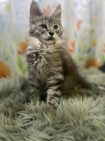maine-coon-macici-na-prodaju-big-3
