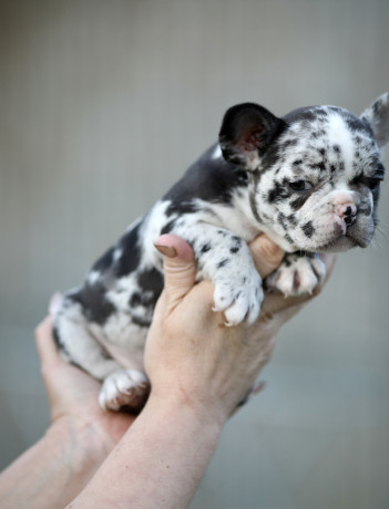 egzotik-francuski-buldozi-big-3