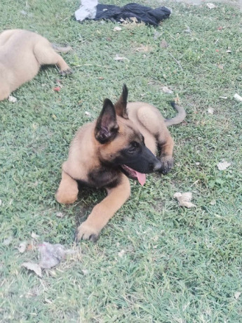 belgijski-ovcar-big-3