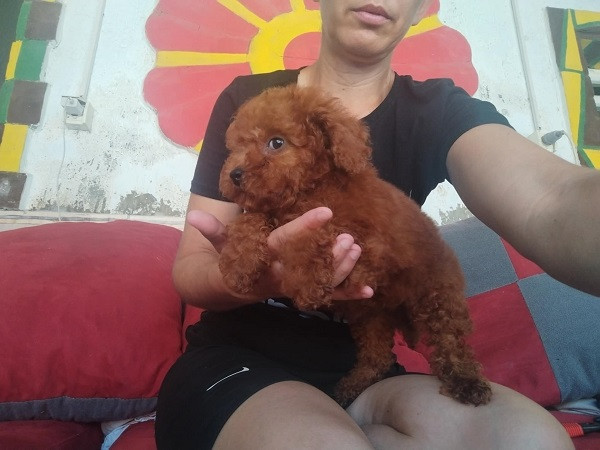 crvena-toy-pudla-novo-leglo-big-2