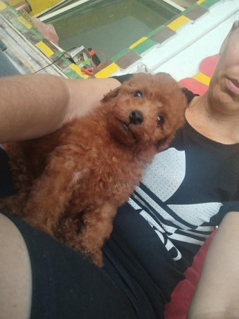 crvena-toy-pudla-novo-leglo-big-0