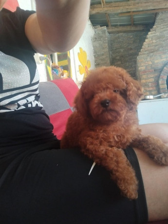 crvena-toy-pudla-novo-leglo-big-4