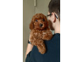 stenci-crvene-pudle-small-0