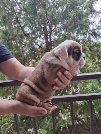 engleski-buldog-zensko-i-musko-stene-big-4