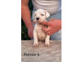 argentinska-doga-dogo-argentino-small-4