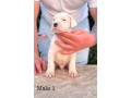 argentinska-doga-dogo-argentino-small-2