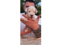 argentinska-doga-dogo-argentino-small-0