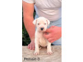 argentinska-doga-dogo-argentino-small-3